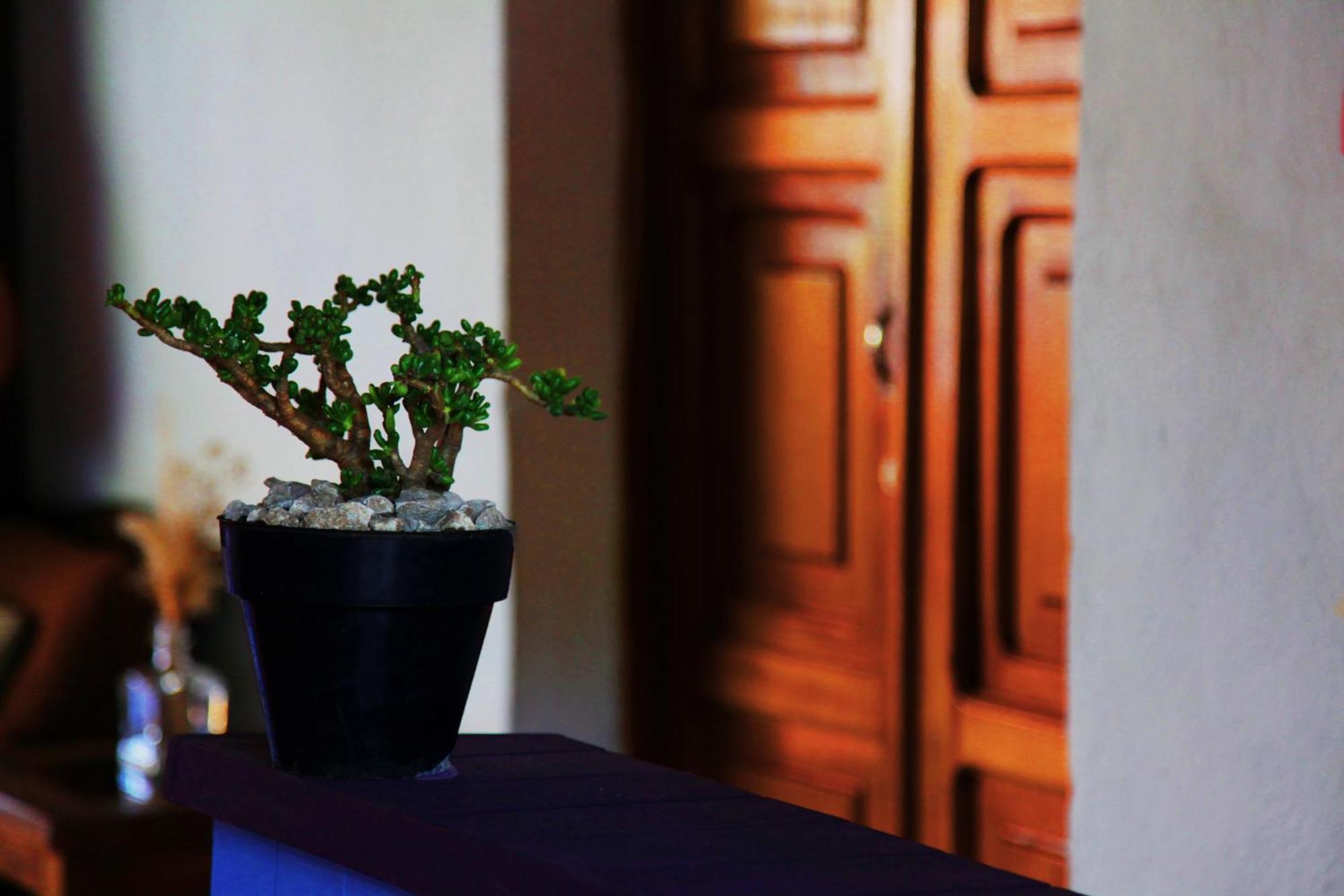 Hostal Antigueeno Antigua Dış mekan fotoğraf